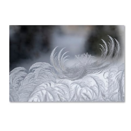 Kurt Shaffer 'February Window Frost' Canvas Art,30x47